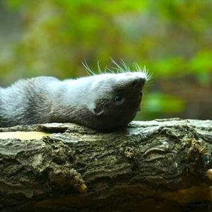 Meet your Posher, Cheryl